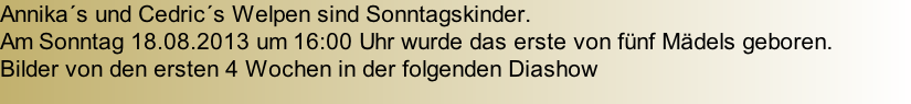 Annika´s und Cedric´s Welpen sind Sonntagskinder.  Am Sonntag 18.08.2013 um 16:00 Uhr wurde das erste von fünf Mädels geboren.  Bilder von den ersten 4 Wochen in der folgenden Diashow