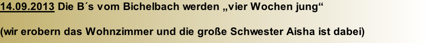 14.09.2013 Die B´s vom Bichelbach werden „vier Wochen jung“  (wir erobern das Wohnzimmer und die große Schwester Aisha ist dabei)