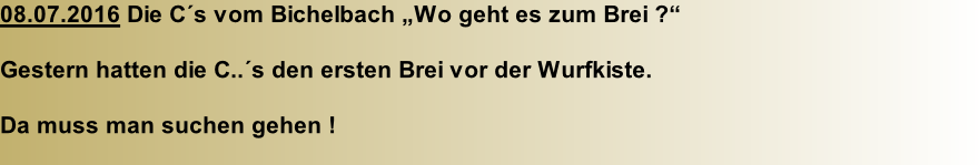 08.07.2016 Die C´s vom Bichelbach „Wo geht es zum Brei ?“  Gestern hatten die C..´s den ersten Brei vor der Wurfkiste.  Da muss man suchen gehen !