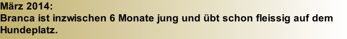 März 2014:  Branca ist inzwischen 6 Monate jung und übt schon fleissig auf dem Hundeplatz.