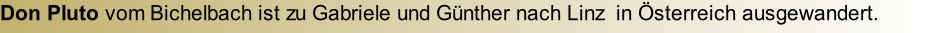 Don Pluto vom Bichelbach ist zu Gabriele und Günther nach Linz  in Österreich ausgewandert.