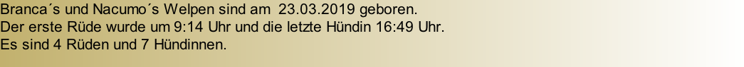 Branca´s und Nacumo´s Welpen sind am  23.03.2019 geboren. Der erste Rüde wurde um 9:14 Uhr und die letzte Hündin 16:49 Uhr.   Es sind 4 Rüden und 7 Hündinnen.